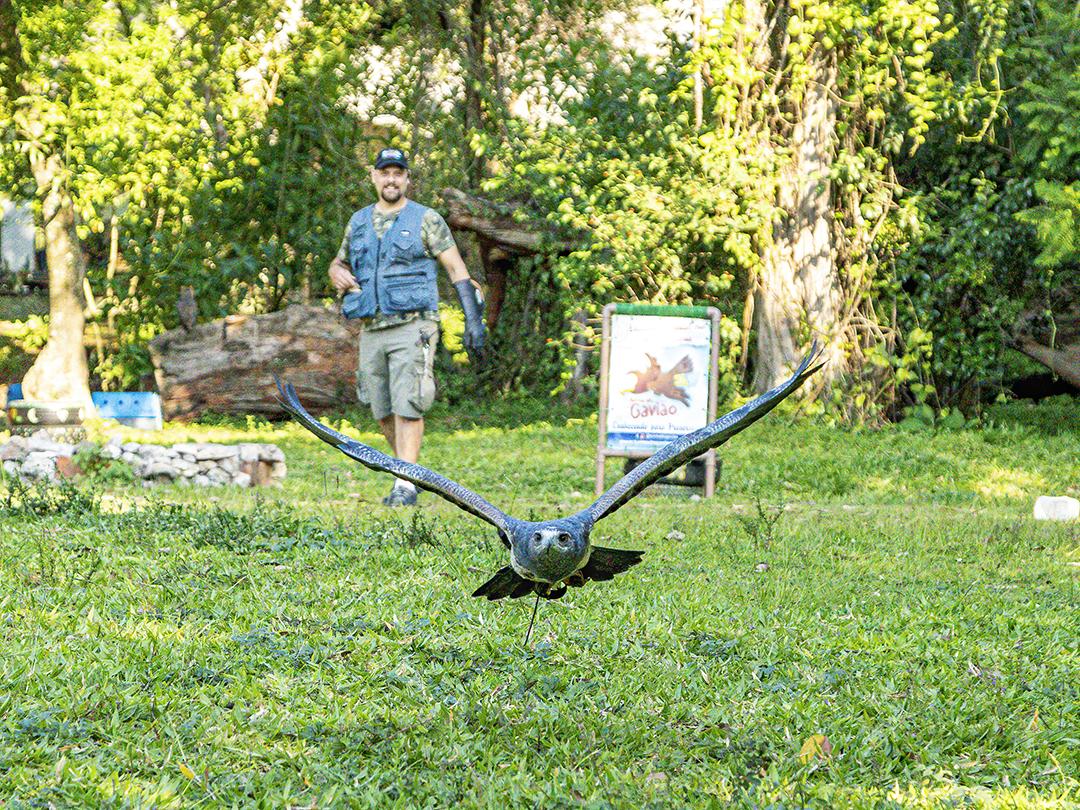 Birds birds eagle flying over forest