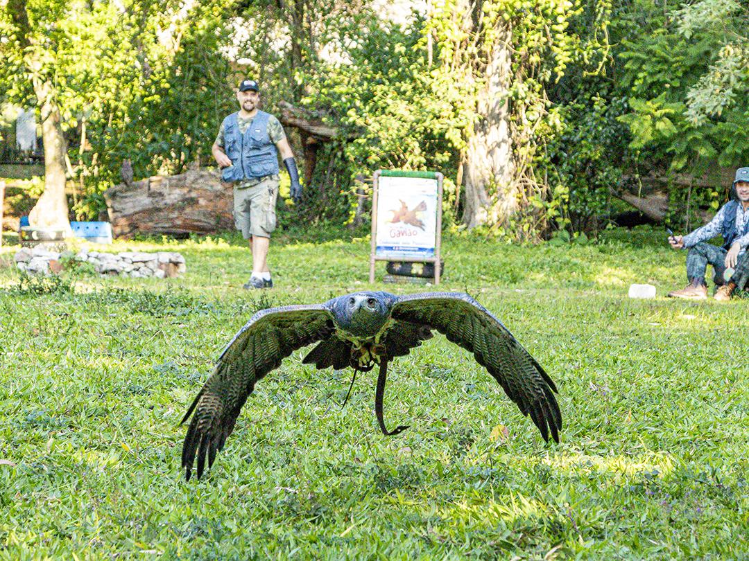 Aves passaros aguia voando sobre floresta