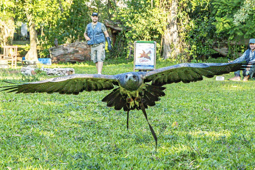 Aves passaros aguia voando sobre floresta