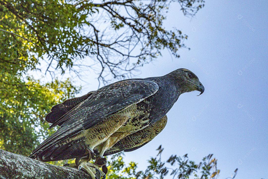 Aves passaros aguia voando sobre floresta