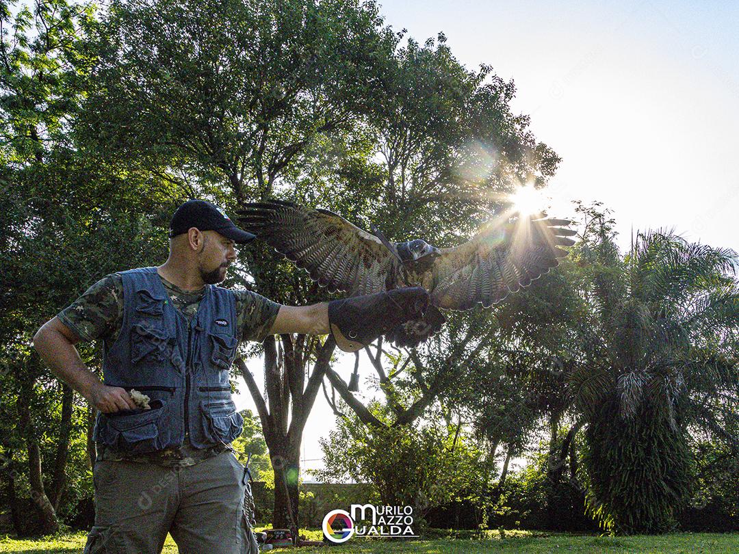 Homem segurando gavião sobre gramado