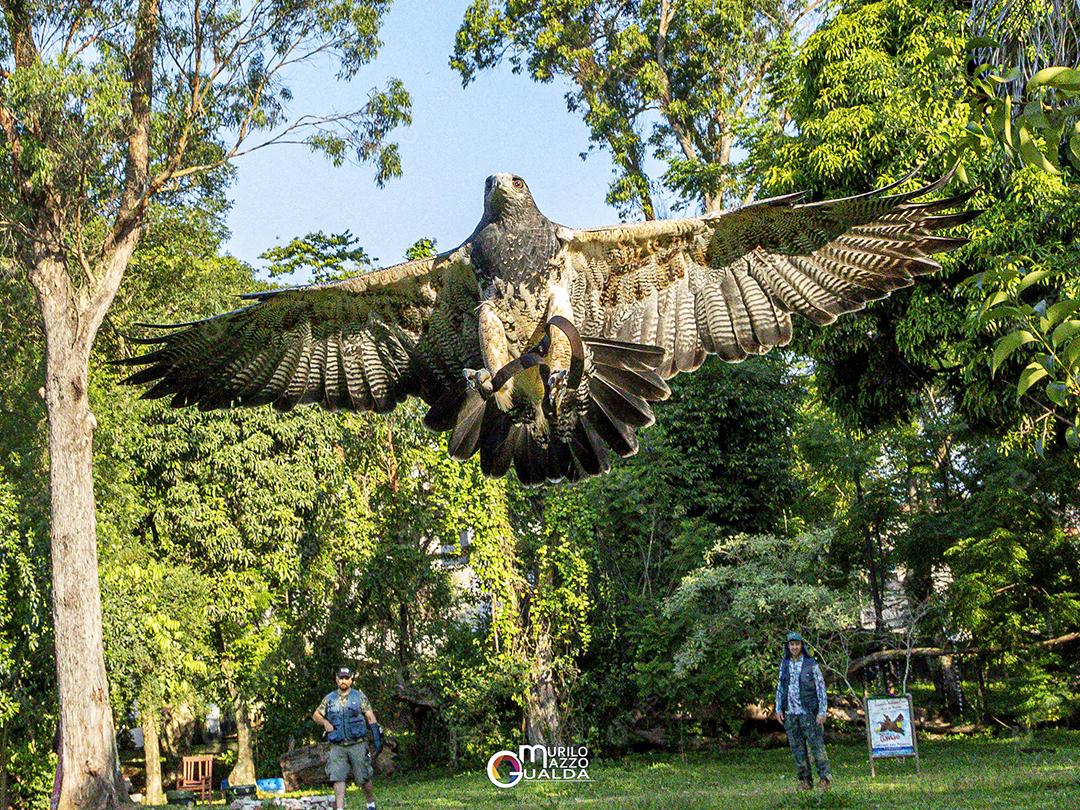 Gavião passaros voando sobre fundo floresta
