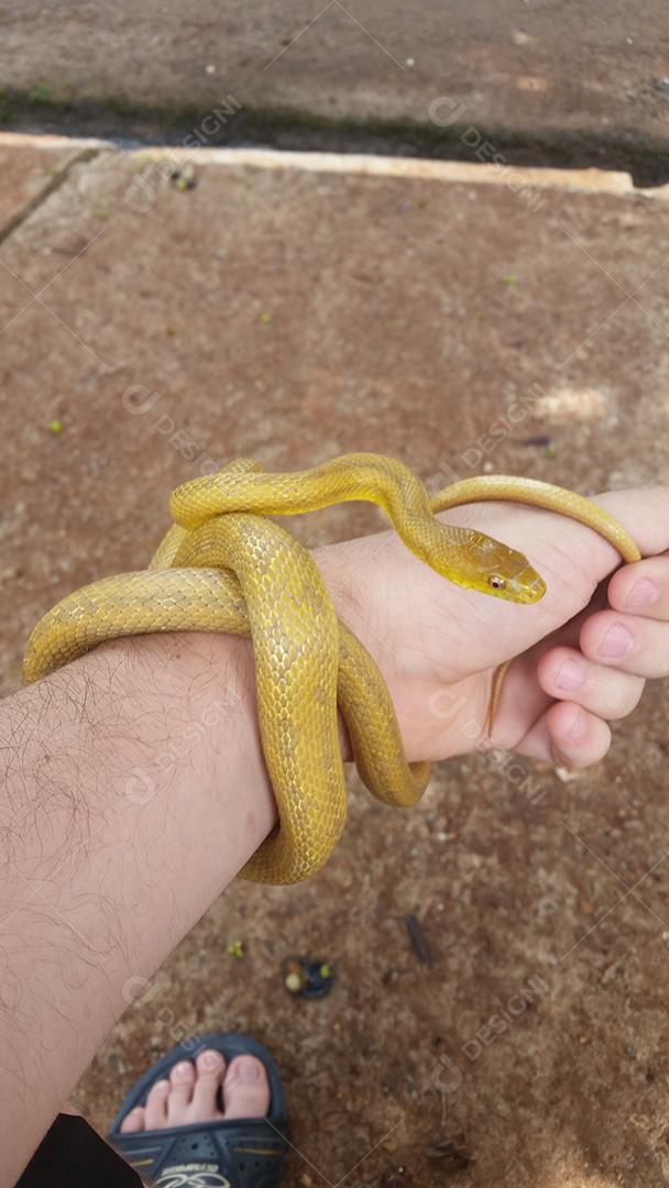 Mãos de pessoas segurando cobra