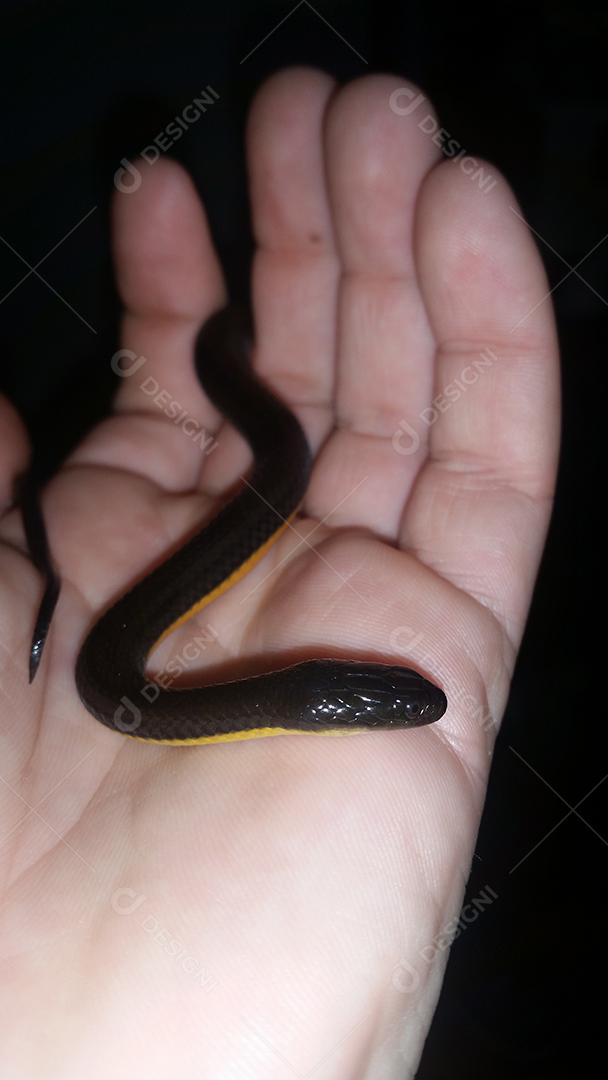 Mãos de pessoas segurando cobra