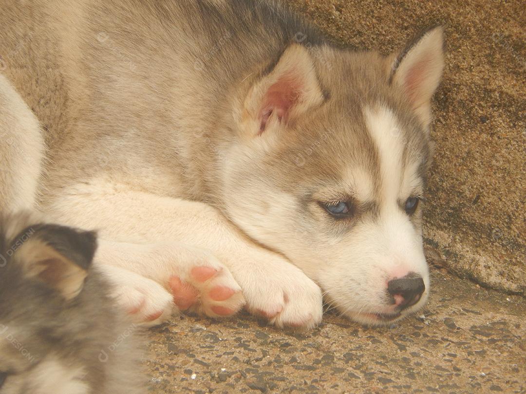 Cachorro de raça Husky siberiano deitado sobre chão