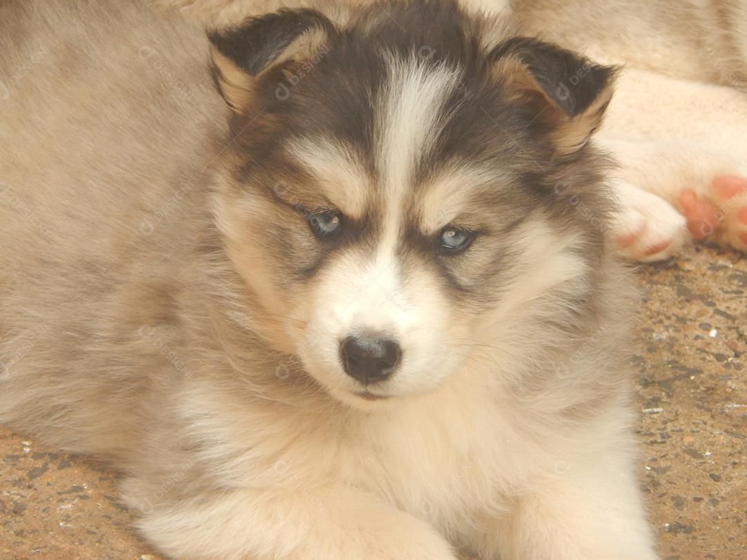 Cachorro de raça Husky siberiano deitado sobre chão