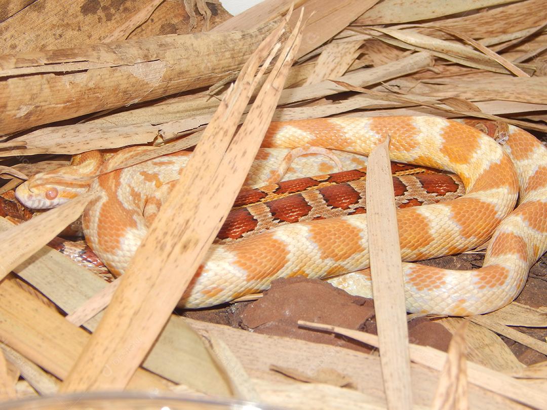 Serpente andando sobre galhos de arvores floresta