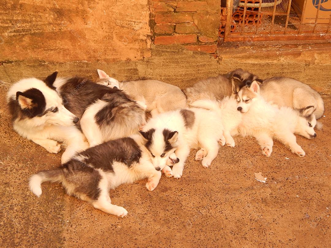Cachorro de raça Husky siberiano deitado sobre chão