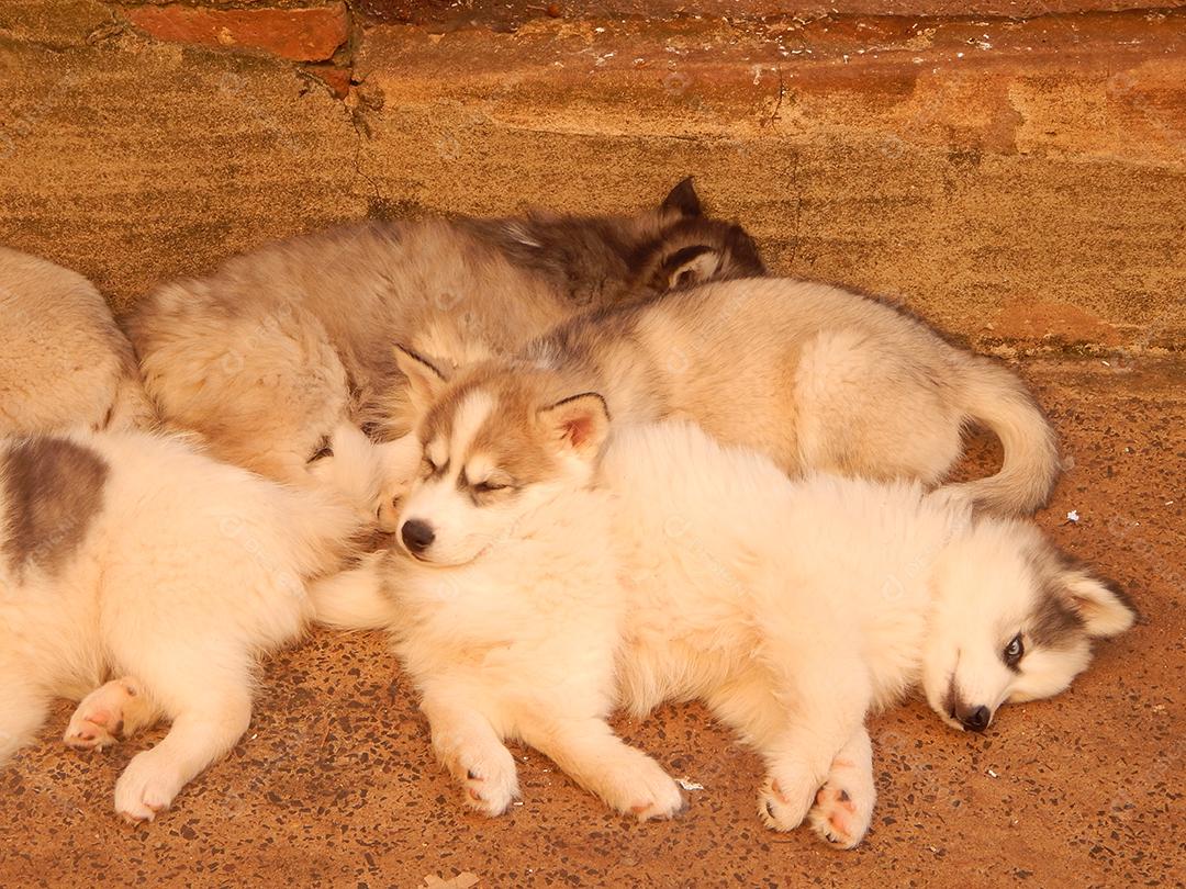Cachorro de raça Husky siberiano deitado sobre chão