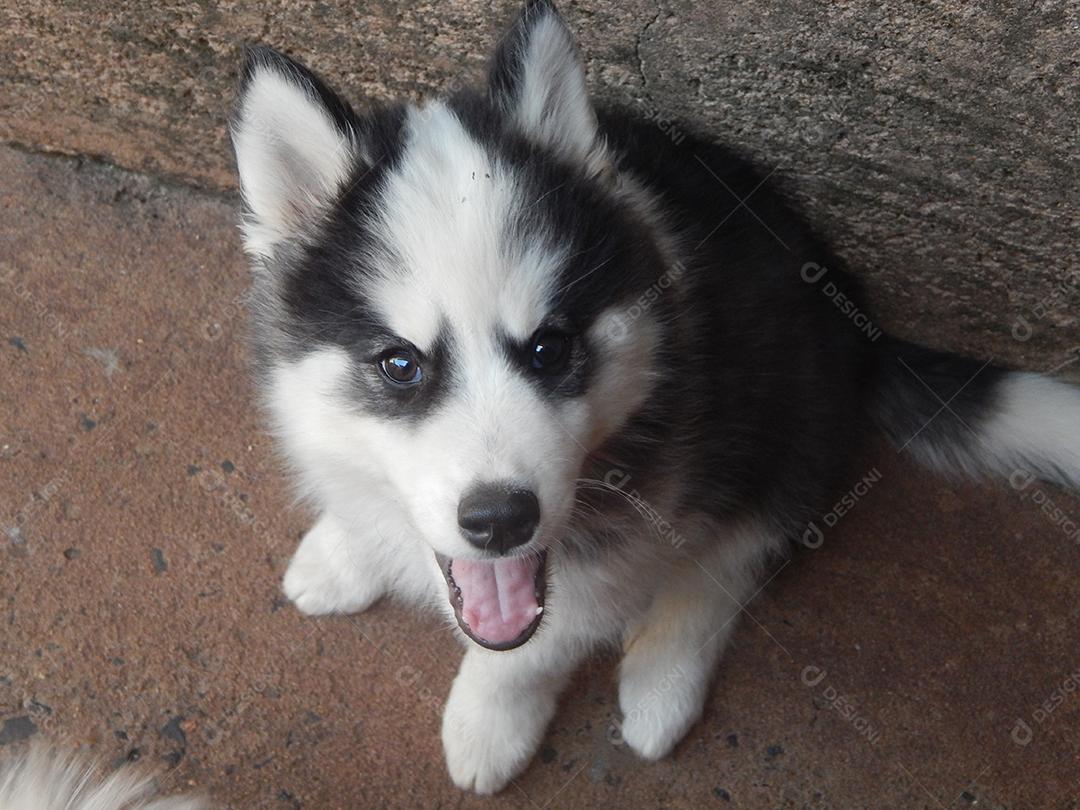 Filhote da raça Husky siberiano cachorro cão