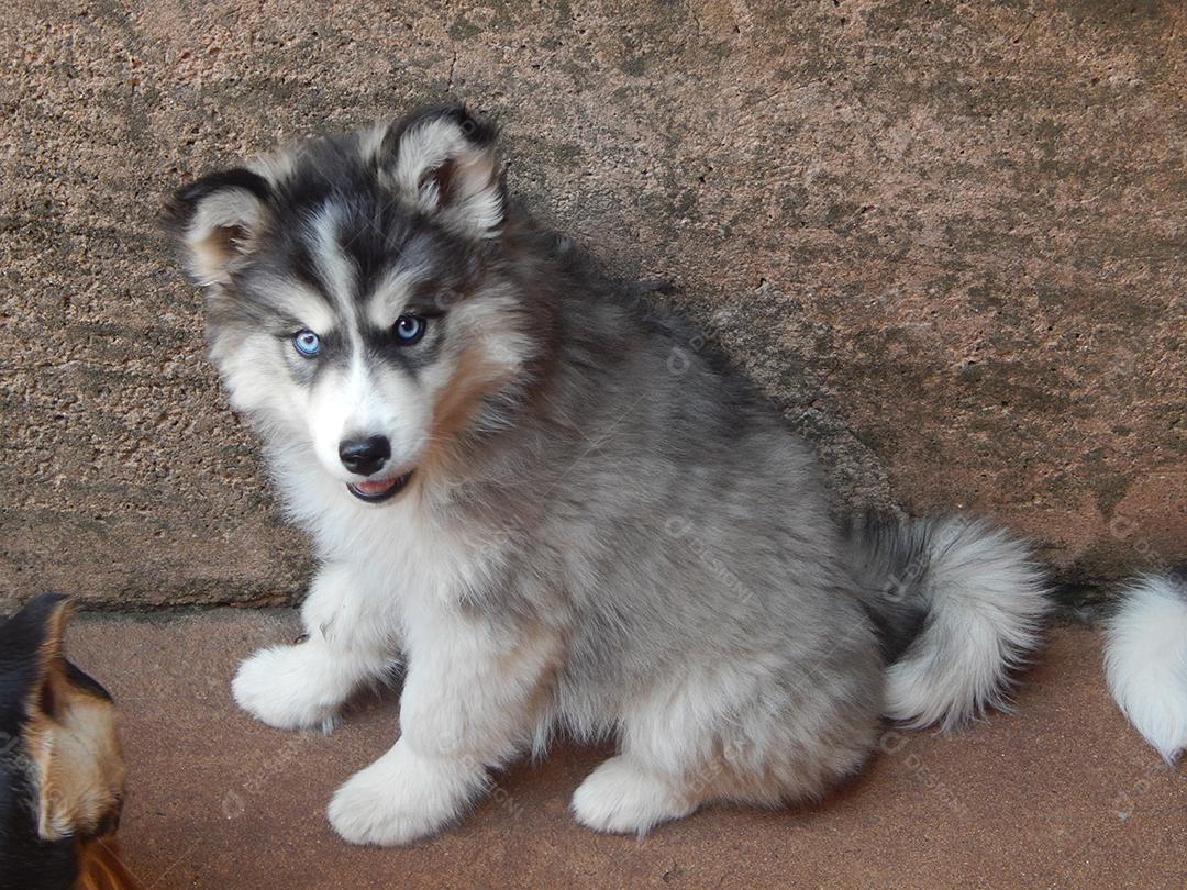 Filhote da raça Husky siberiano cachorro cão