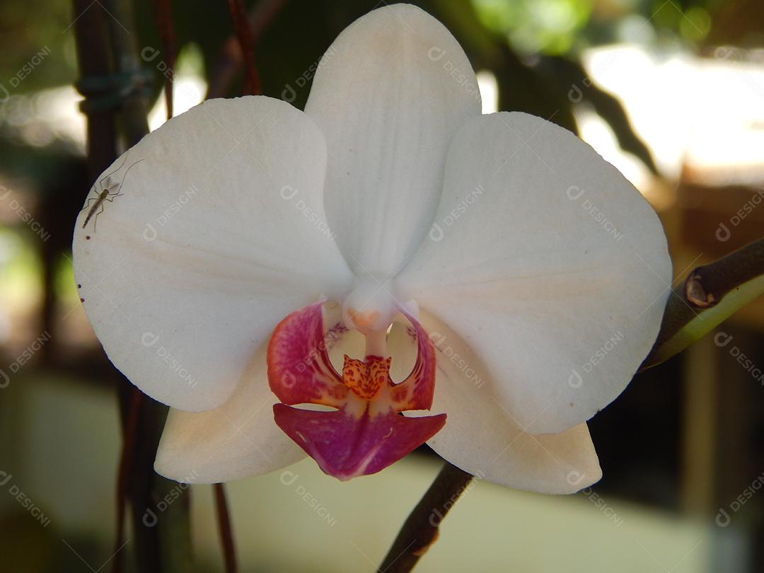 Flores branca bonitas sobre jardim floresta