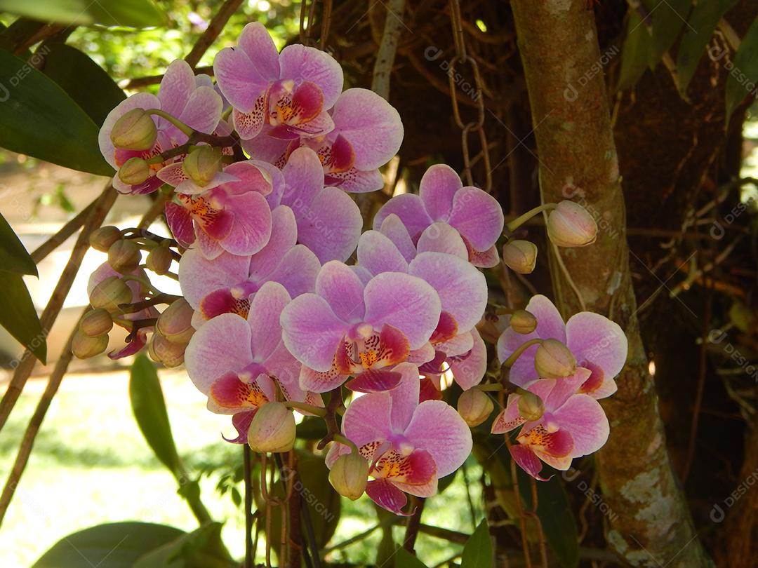Flores rosas bonitas sobre jardim floresta