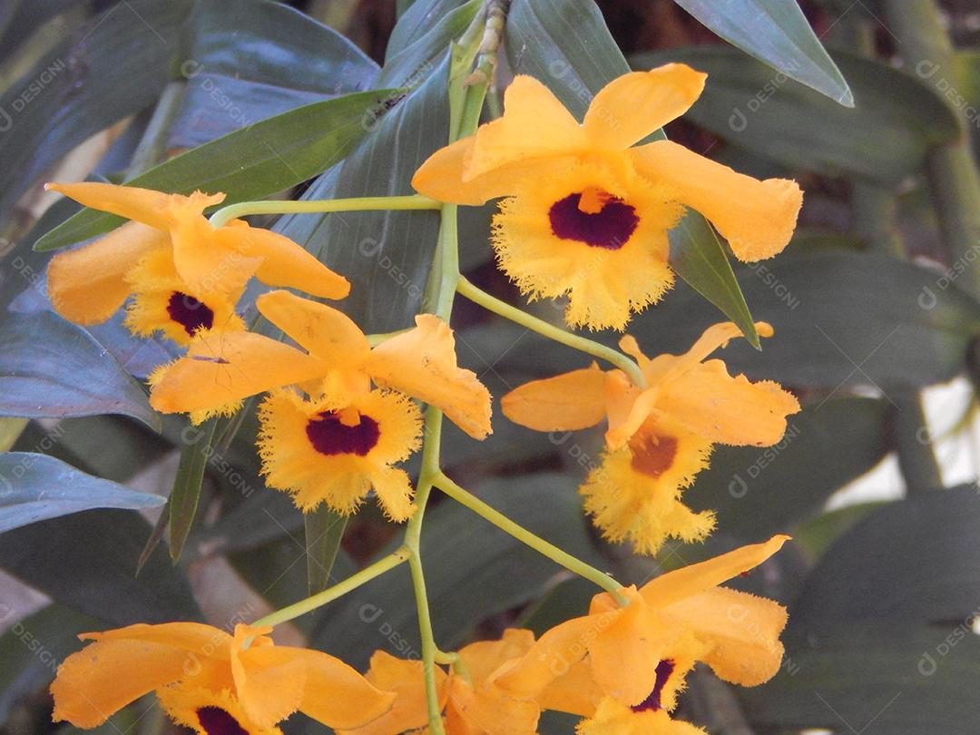 Flores amarelas bonitas sobre jardim floresta