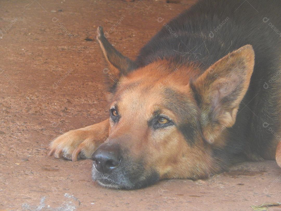 Cachorro deitado sobre chão cão domestico
