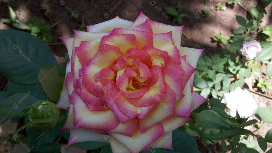 Flores rosas bonitas sobre jardim floresta