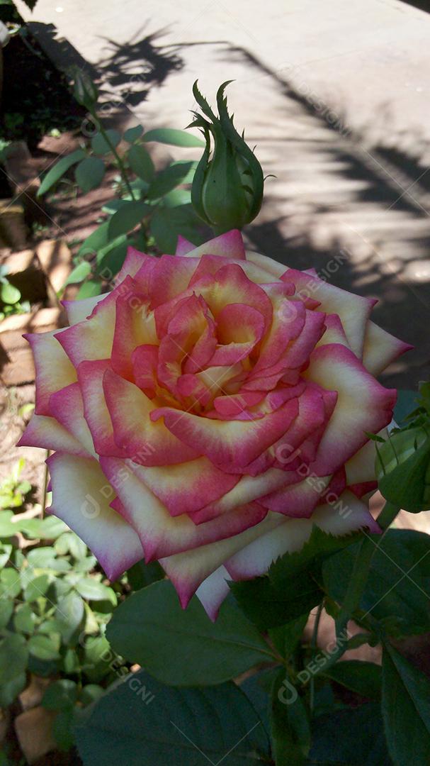 Flores rosas bonitas sobre jardim floresta
