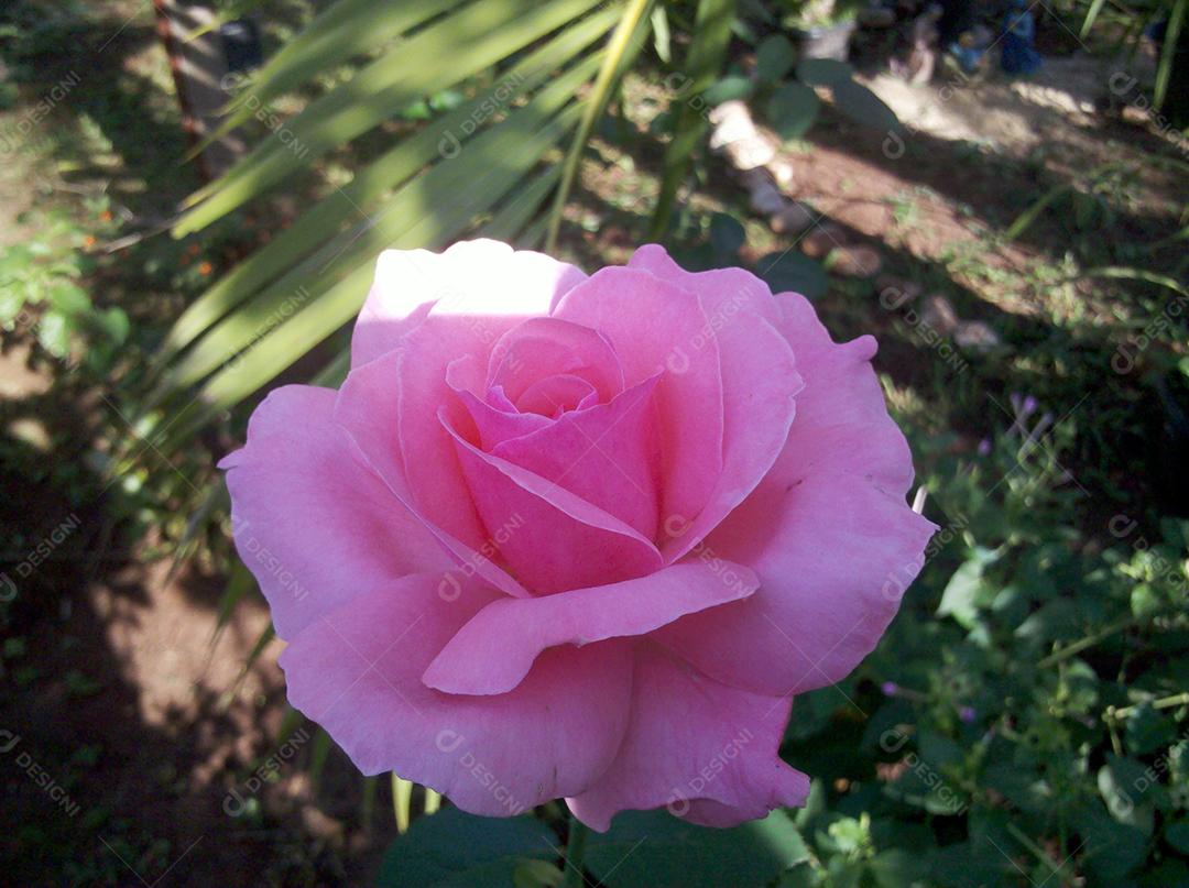Flores rosas bonitas sobre jardim floresta