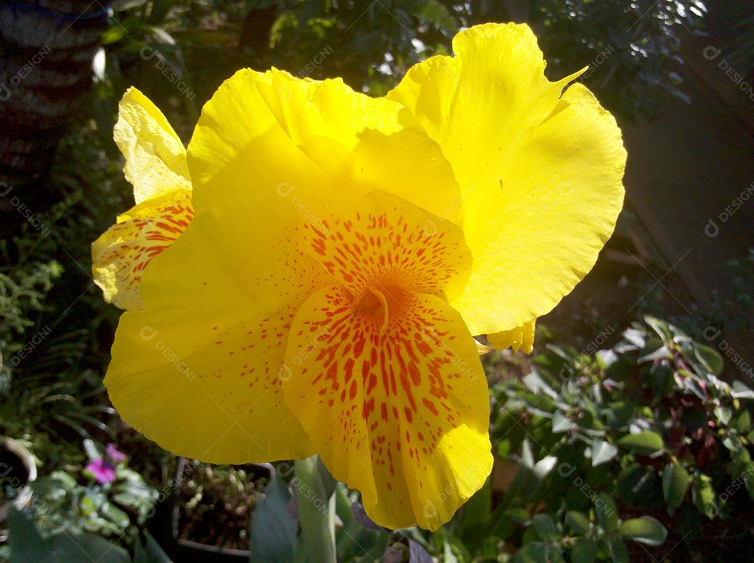 Flores amarelas bonitas sobre jardim floresta