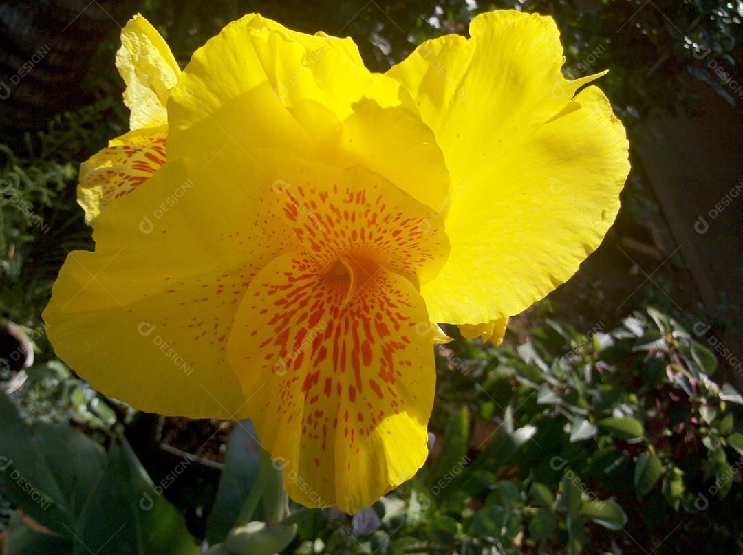 Flores amarelas bonitas sobre jardim floresta