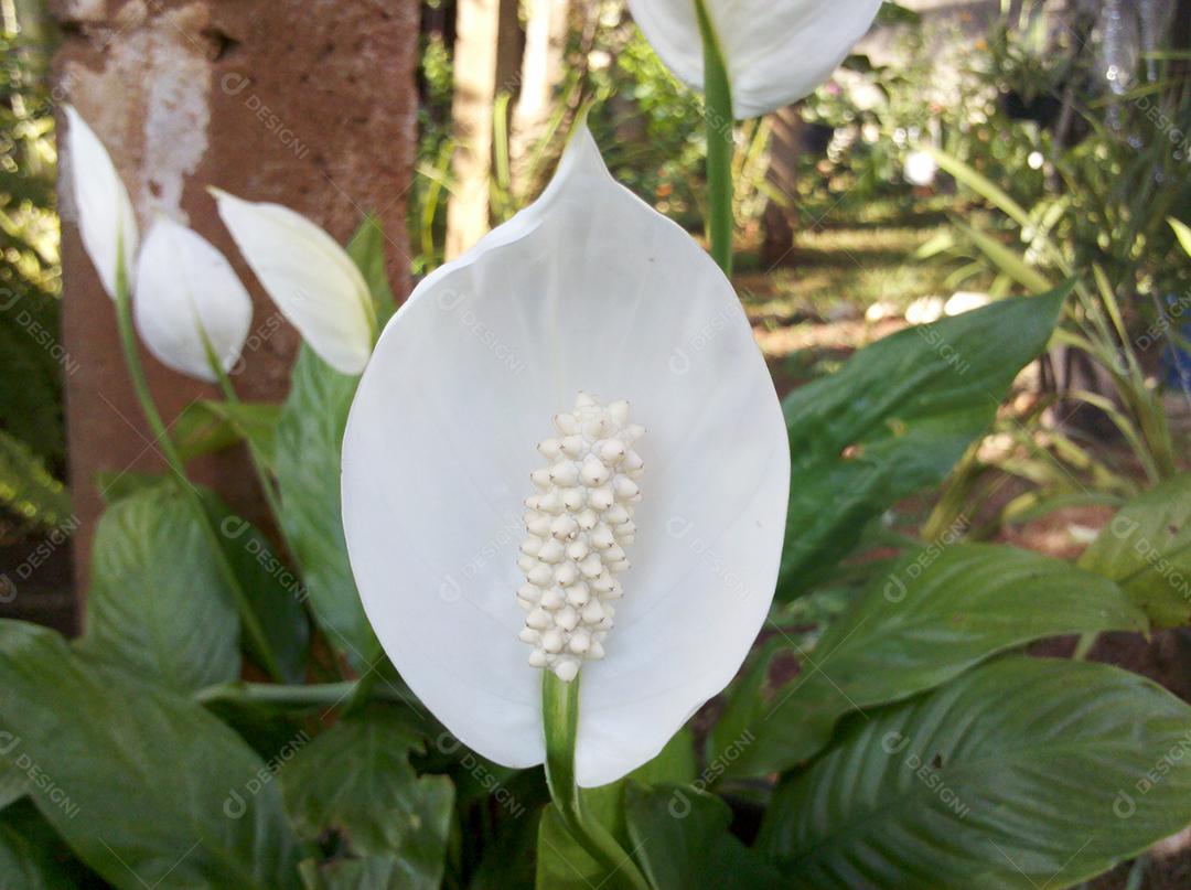 Flores brancas bonitas sobre jardim floresta