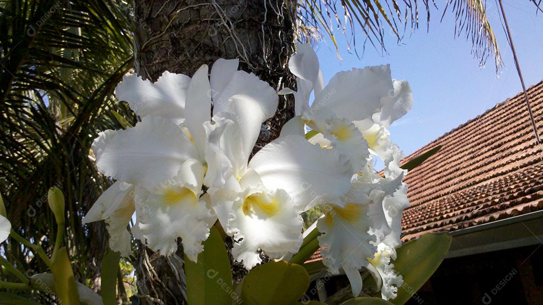Flores brancas bonitas sobre jardim floresta
