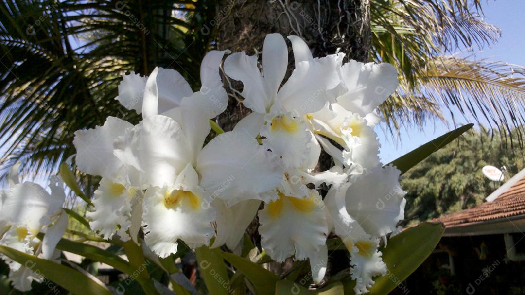 Flores Cattleya mossiae brancas