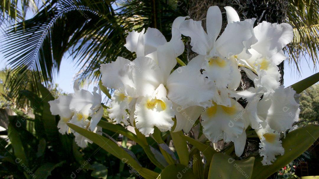 Flores Cattleya mossiae brancas