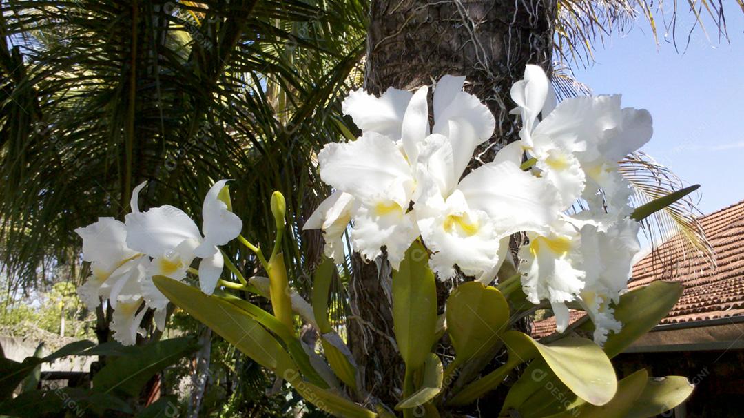 Flores Cattleya mossiae brancas