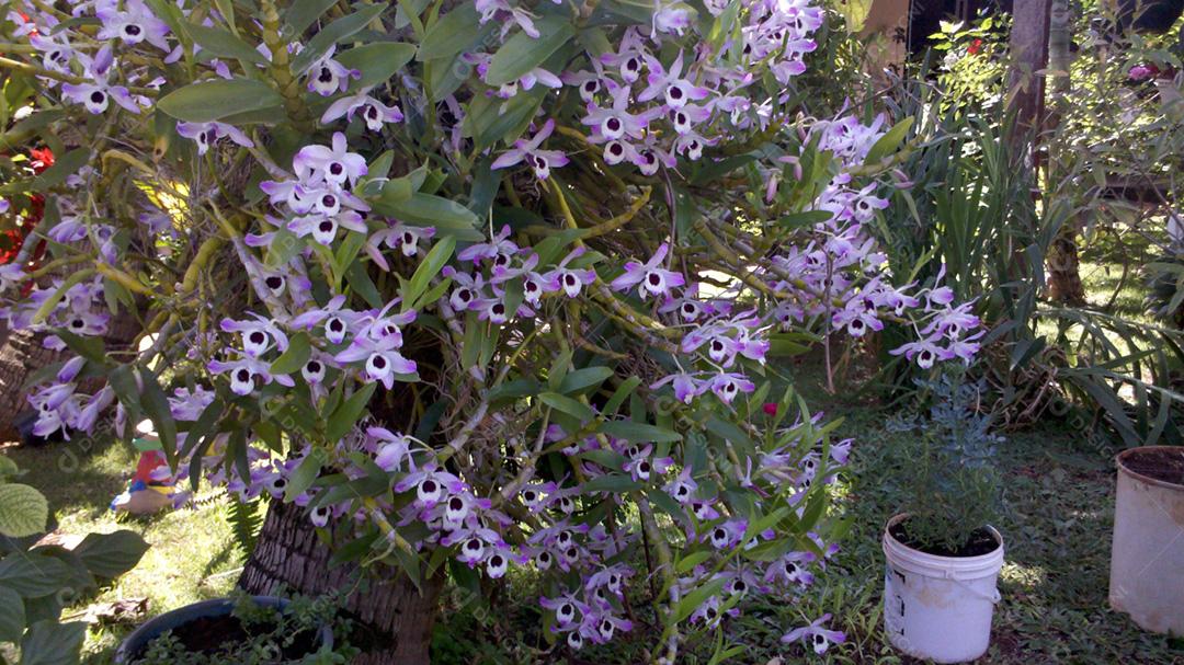 Orquidea olho de boneca