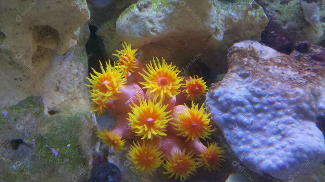 Coral-sol planta maritima