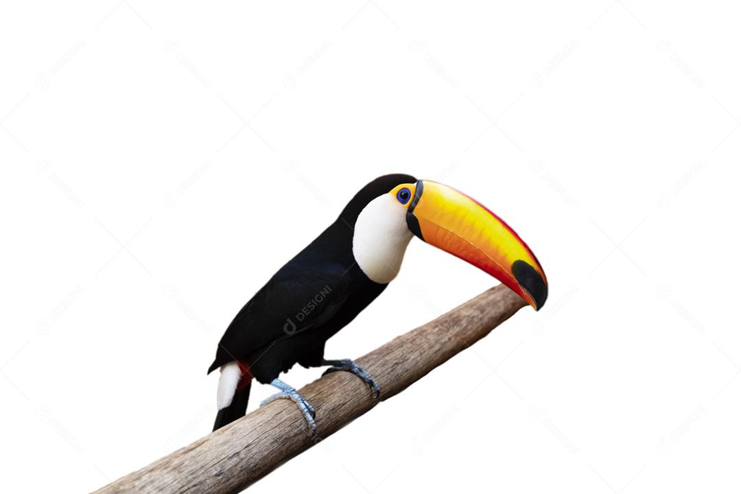 Tucano-toco