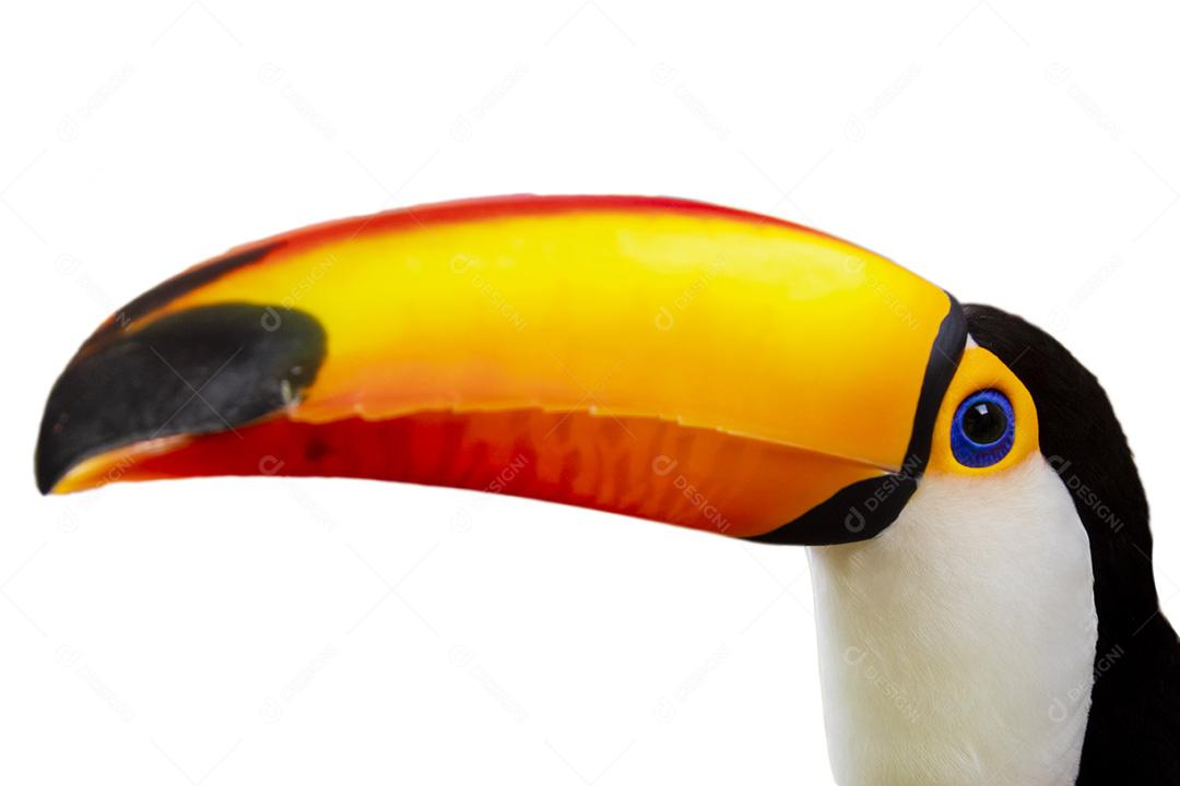 Tucano-toco