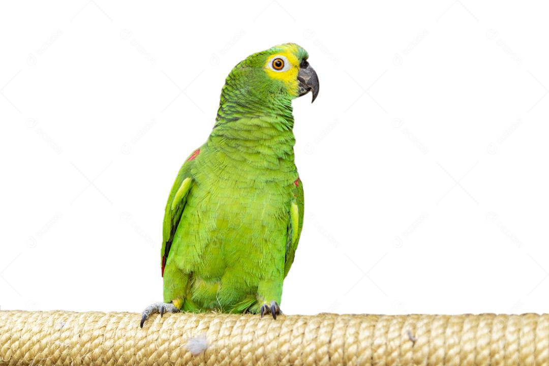 Papagaio verde em fundo branco
