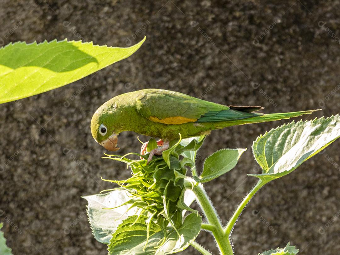 Periquito verde em flor de girassol