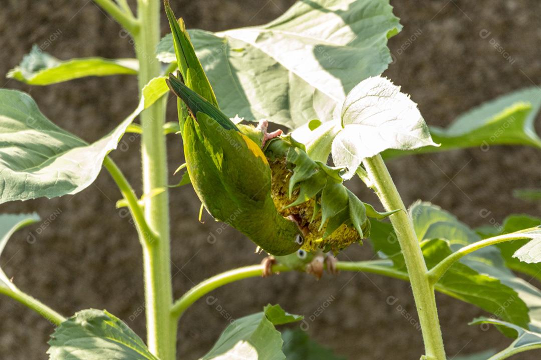 Periquito verde em flor de girassol