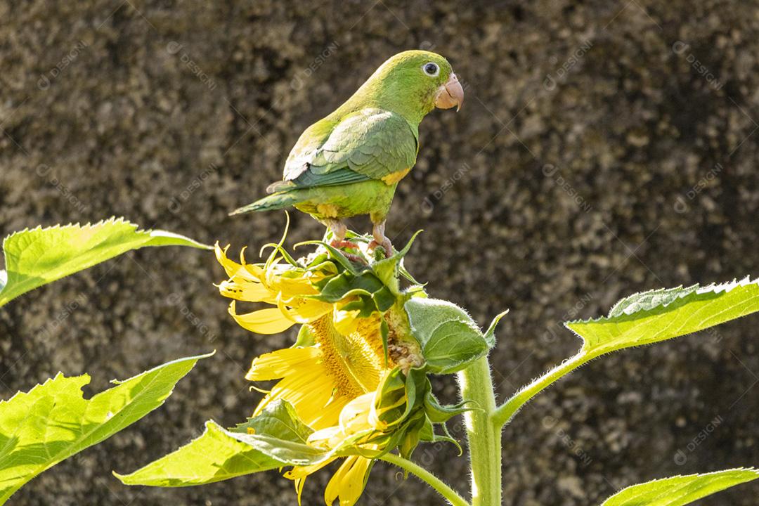 Periquito verde em flor de girassol