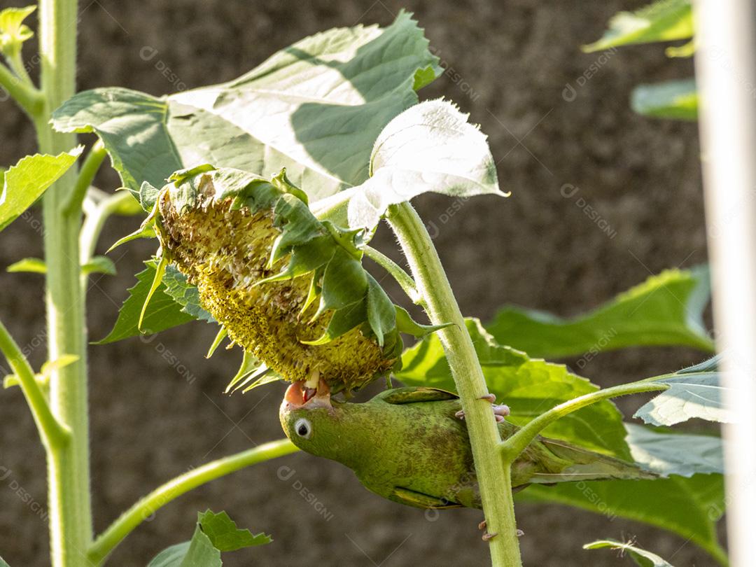 Periquito verde em flor de girassol