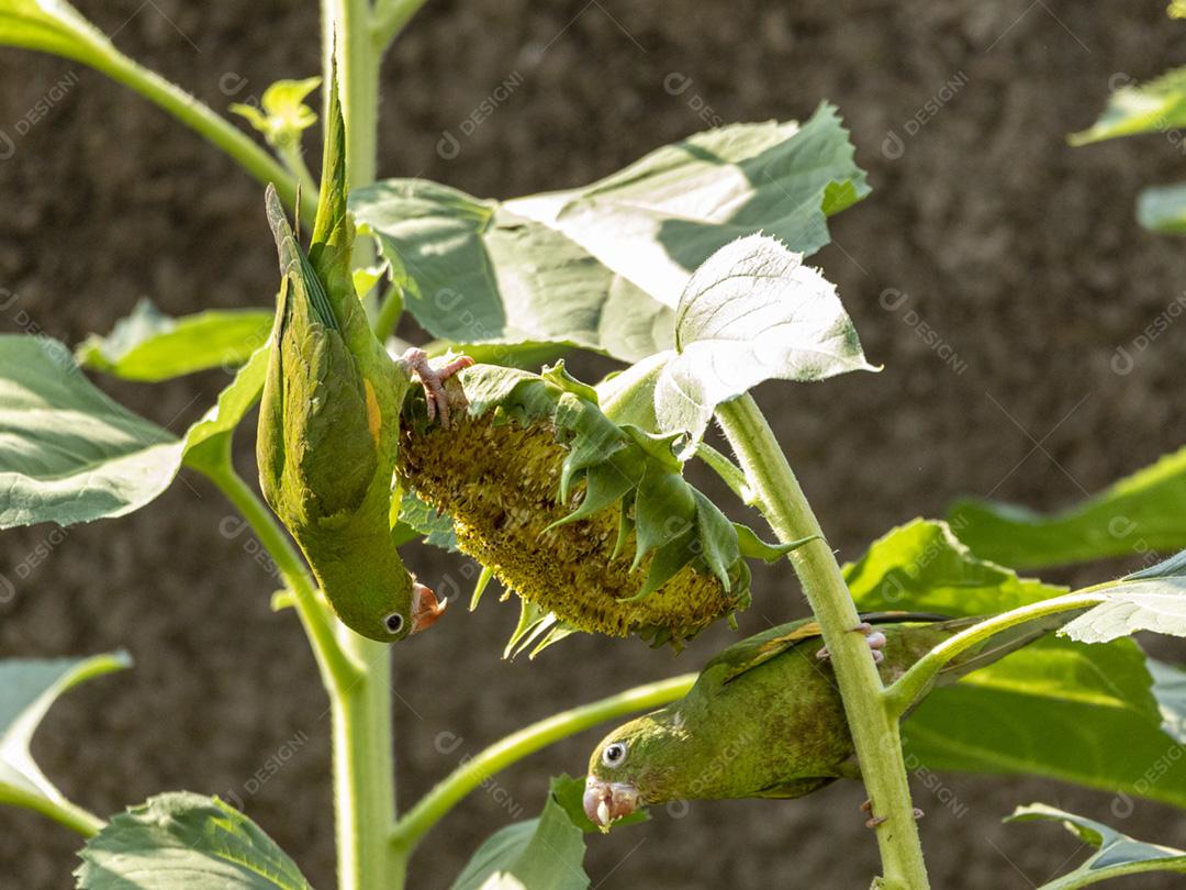 Periquito verde em flor de girassol