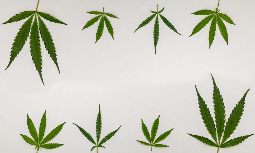 Folhas de maconha com fundo branco