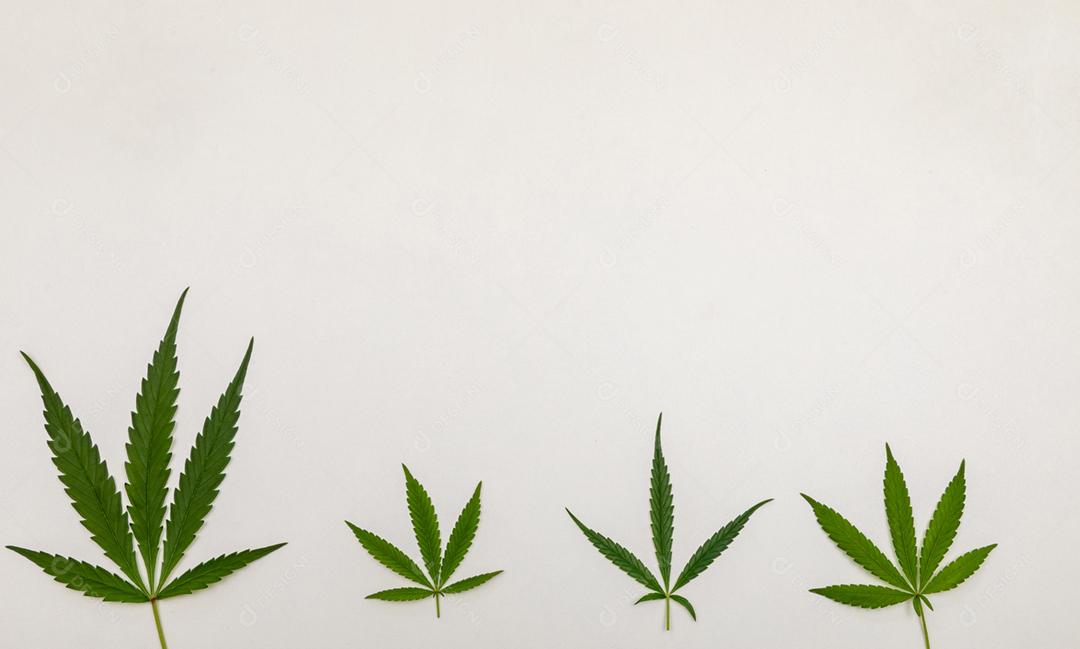 Folhas de maconha com fundo branco