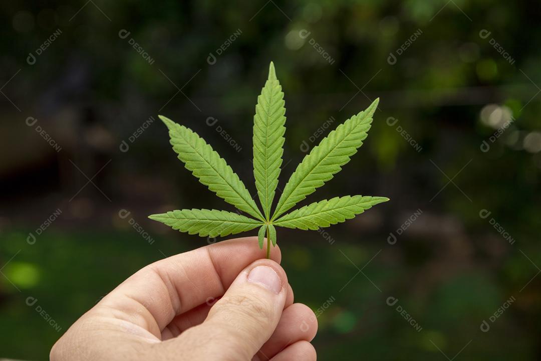 Folha de maconha