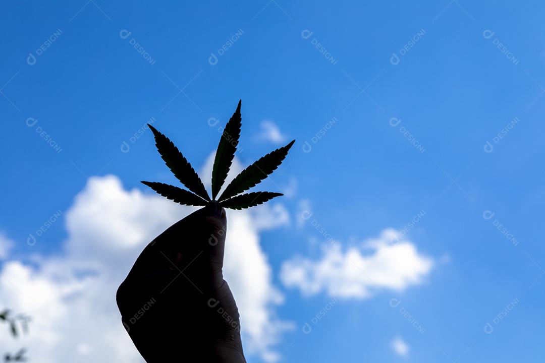 Folha de maconha conta o ceu azul
