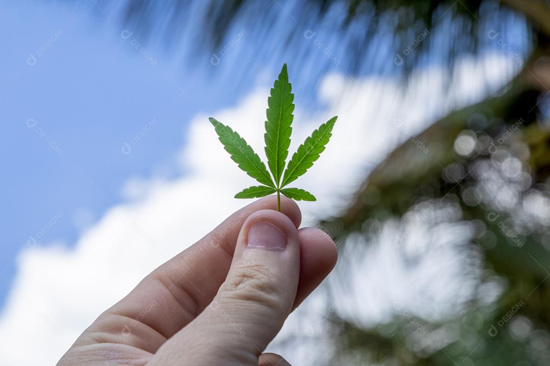 Folha de maconha