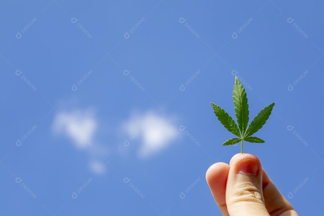 Folha de maconha ao fundo ceu azul