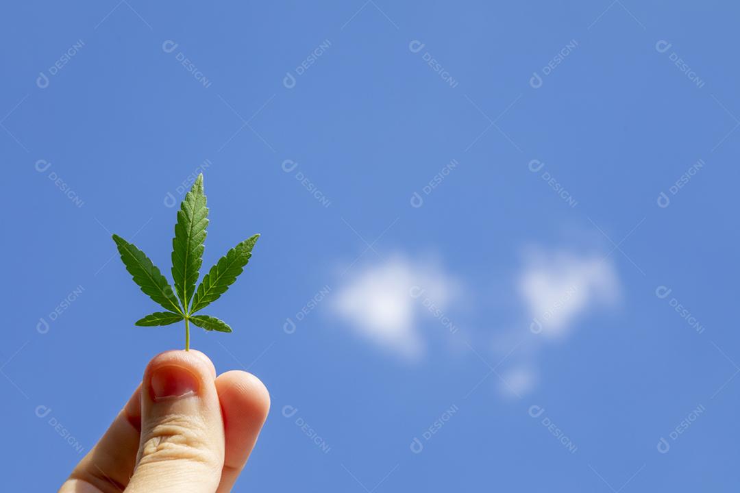 Folha de maconha ao fundo ceu azul