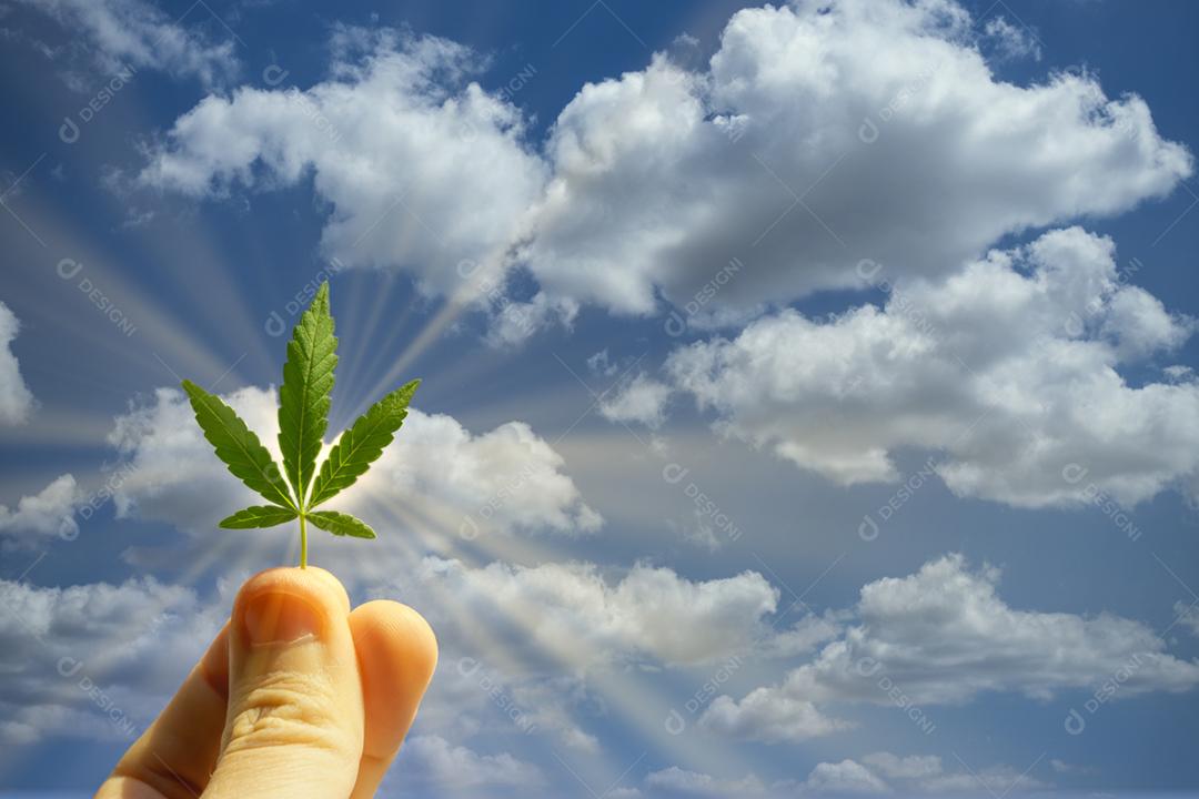 Folha de maconha ao fundo ceu azul