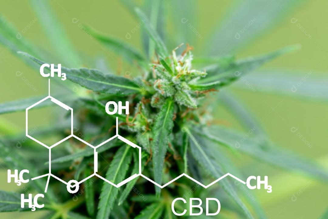 Planta de maconha com formulas quimicas