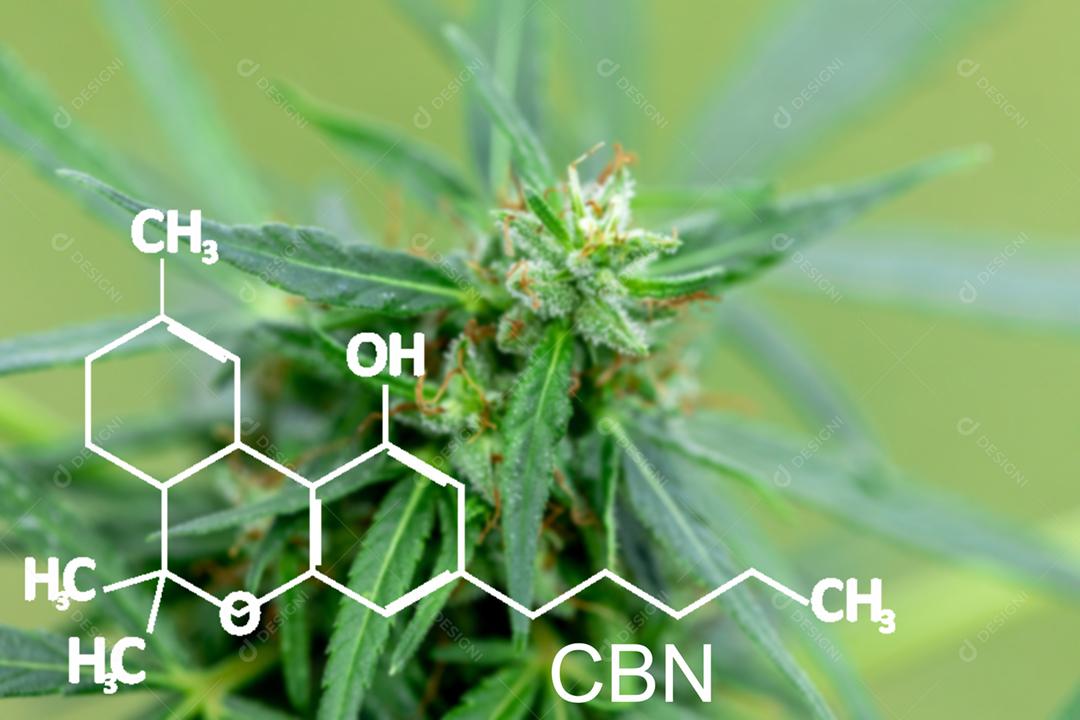 Planta de maconha com formulas quimicas