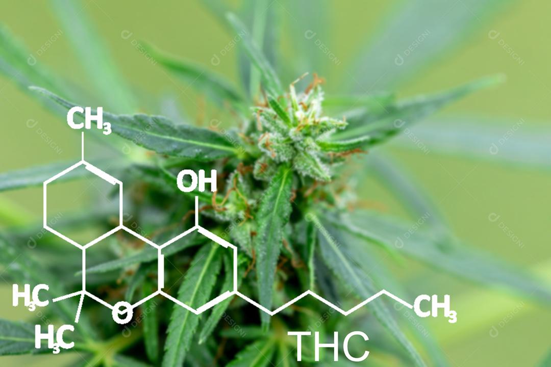 Planta de maconha com formulas quimicas